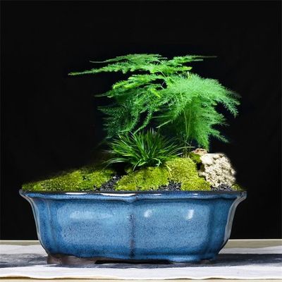 المزجج بونساي 30x23x10cm الأزرق السيراميك الأواني نباتات داخلية